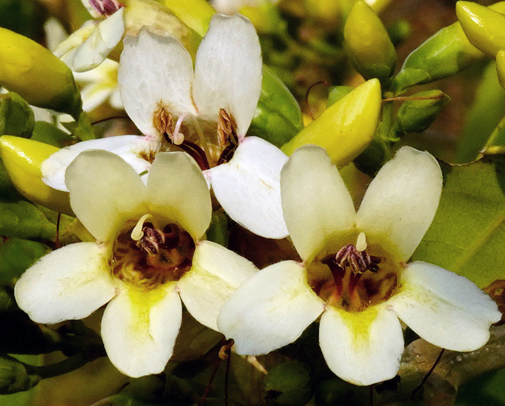 A branch of white Bravaisia integerrima flowers with yellow and green flower buds