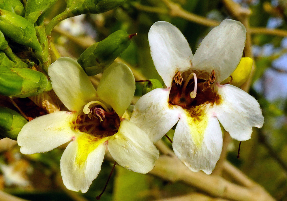Two Bravaisia integerrima flowers with creamy white petals and a deep brown throat surrounded by yellow markings, blooming among green buds