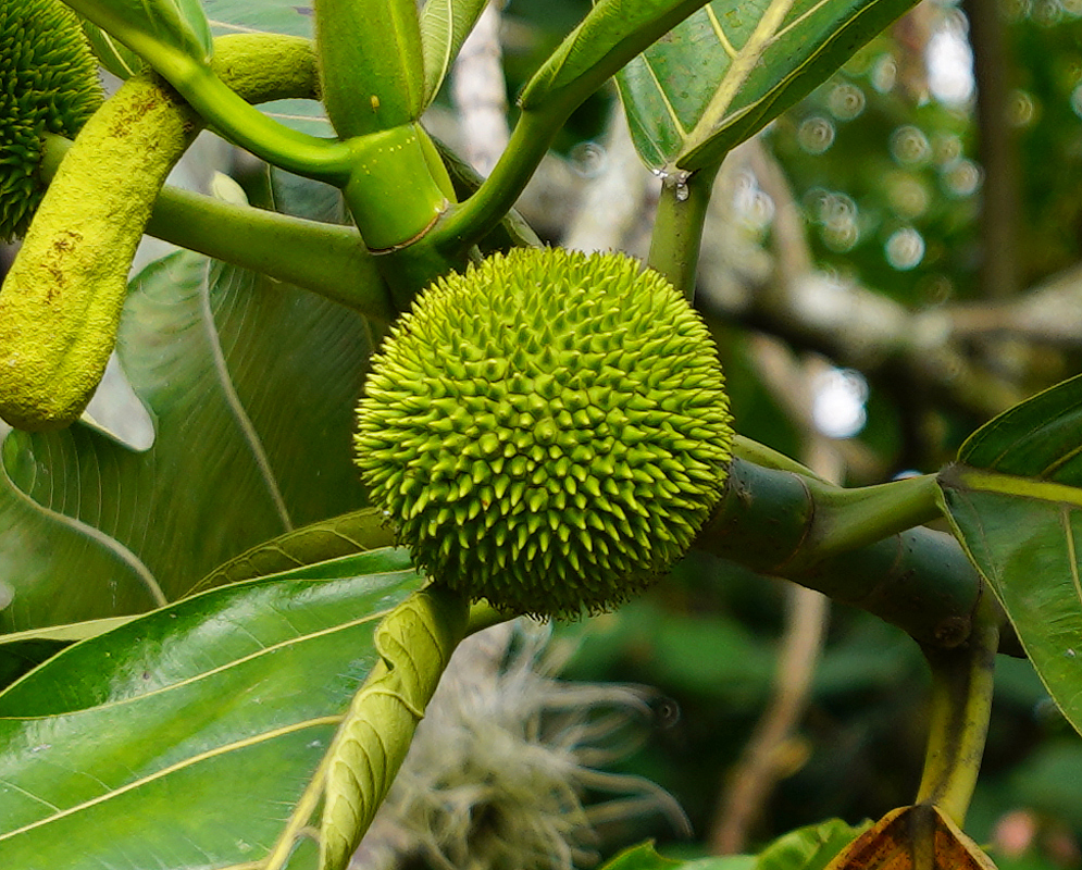 Round green fruit covered in small, pointed, green spikes,