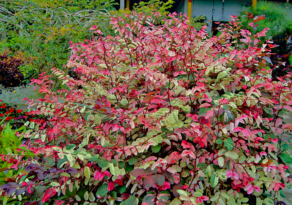 Colorful Breynia disticha leaves in colors of red, pink, cream and green