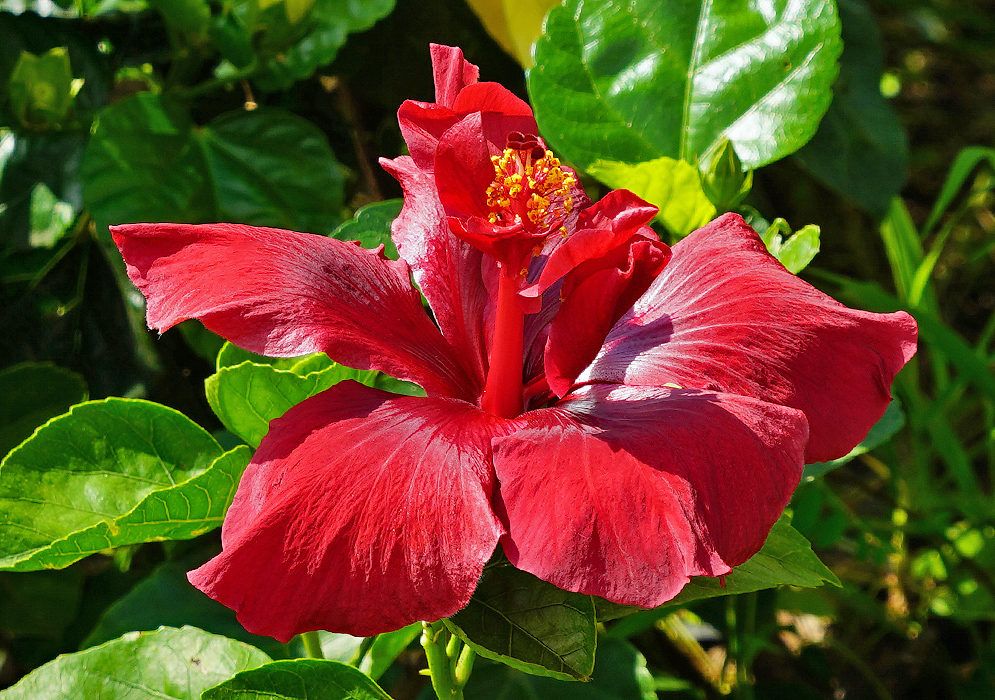 A dark red Hibiscus rosa sinensis flower with yellow anthers in sunlight