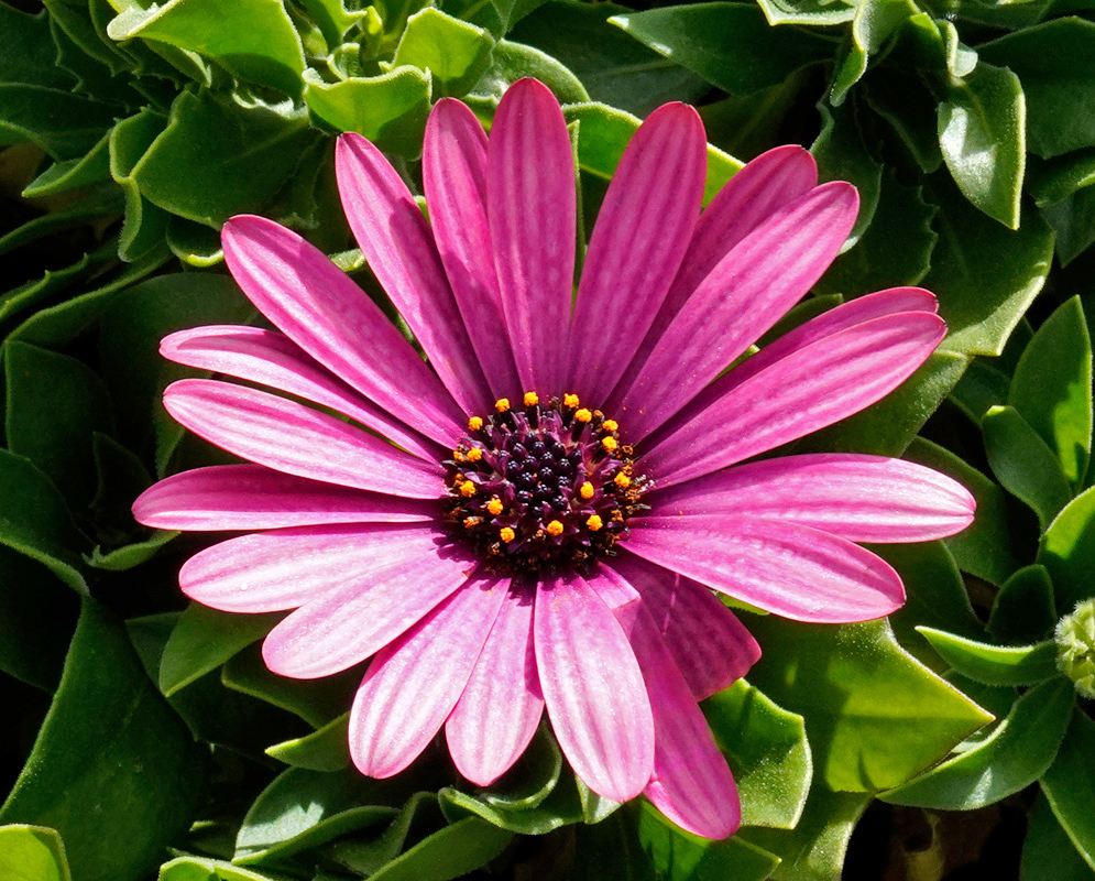 Bright Pink Dimorphotheca ecklonis Bloom A bright pink Dimorphotheca ecklonis flower with vivid, sunlit petals and a deep purple core highlighted with yellow pollen