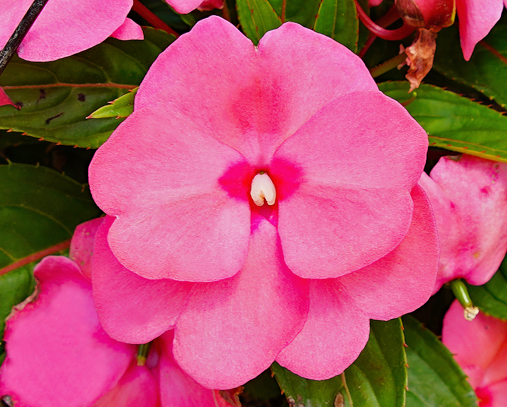 Bright pink Impatiens hawkeri flower