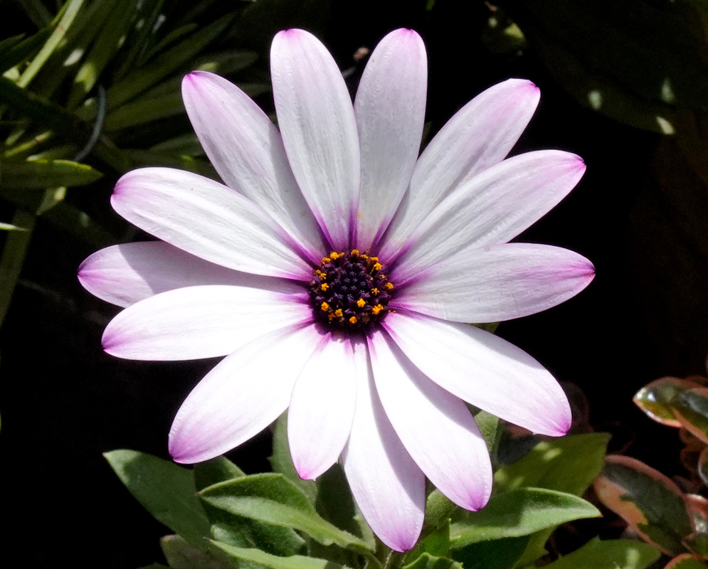 White Dimorphotheca ecklonis Flower A pristine white Dimorphotheca ecklonis flower with smooth petals and a vivid orange and pink center, set against dark green foliage