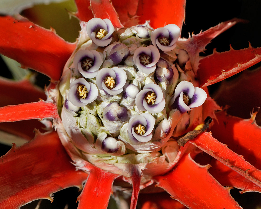 Close-up of a Bromelia balansae inflorescence with bright red bracts surrounding a dense cluster of small tubular flowers with white petals and purple centers