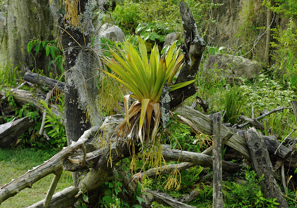 A Bromeliad on a dead tree with yellow-green inflorescences