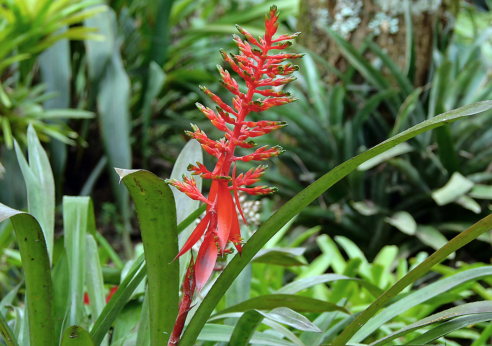 A bright orange Bromeliad inflorescence with green tips and orange bracts 