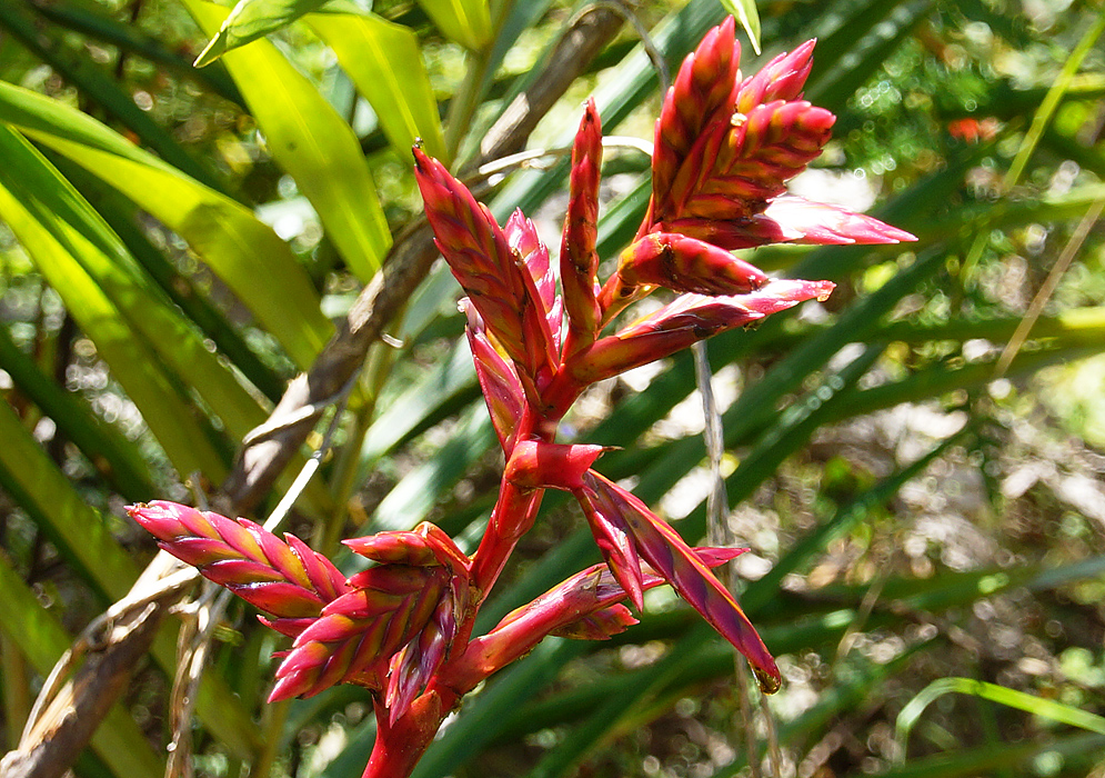 Red and yellow Bromeliad spike