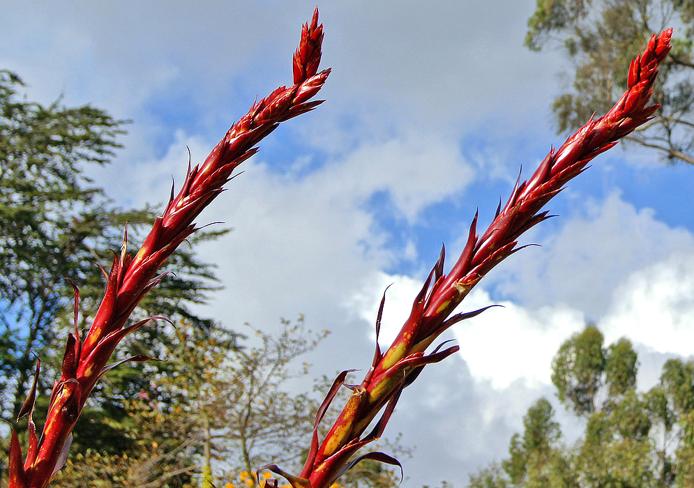 Two tall dark red upright bromeliad spikes 