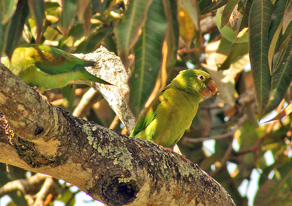 Two Brotogeris jugularis (Orange-chinned Parakeet) standing on a branch