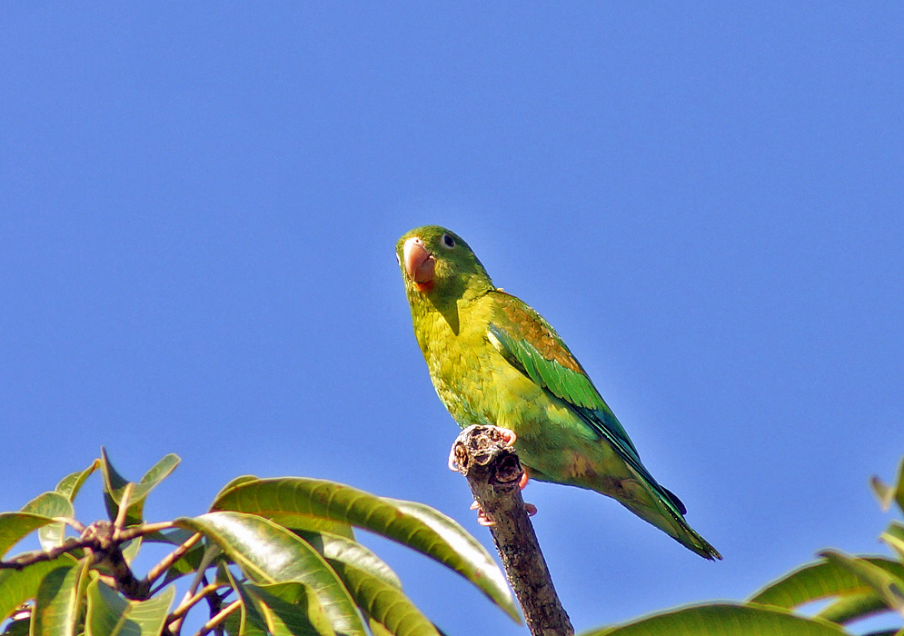 A Brotogeris jugularis (Orange-chinned Parakeet) standing on the top on a tree branch