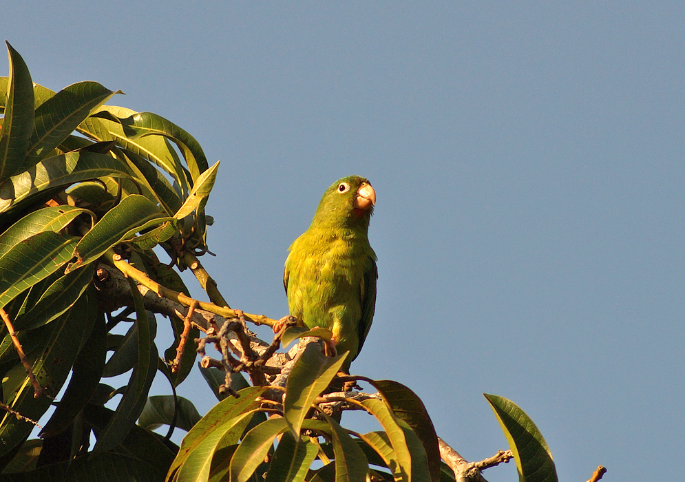 Brotogeris jugularis (Orange-chinned Parakeet) in a mago tree