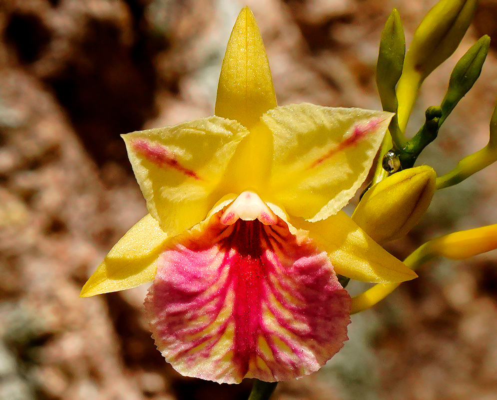 Yellow and red Broughtonia sanguinea Aurea flower in sunlight