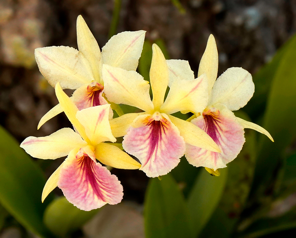 Yellow and red-pink Broughtonia sanguinea Aurea flower cluster