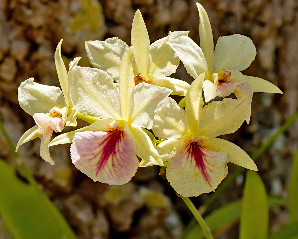 White and red-pink Broughtonia sanguinea Aurea flower cluster in dabbled sunlight