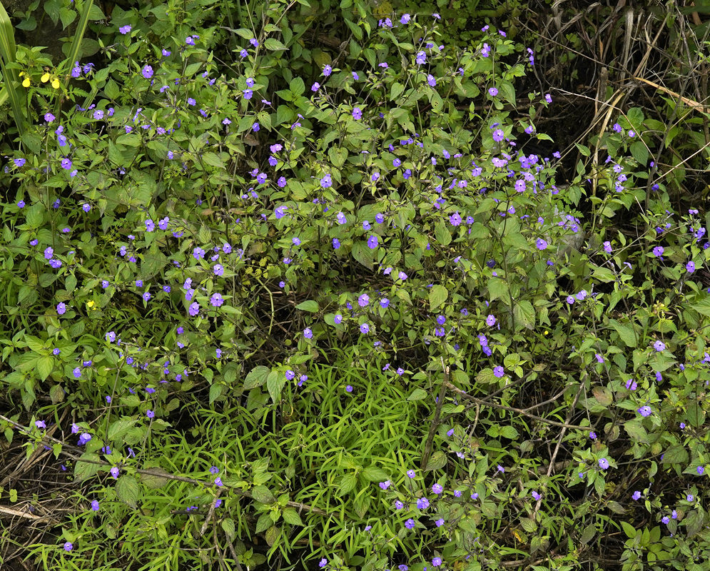 Two Browallia americana purple flowers