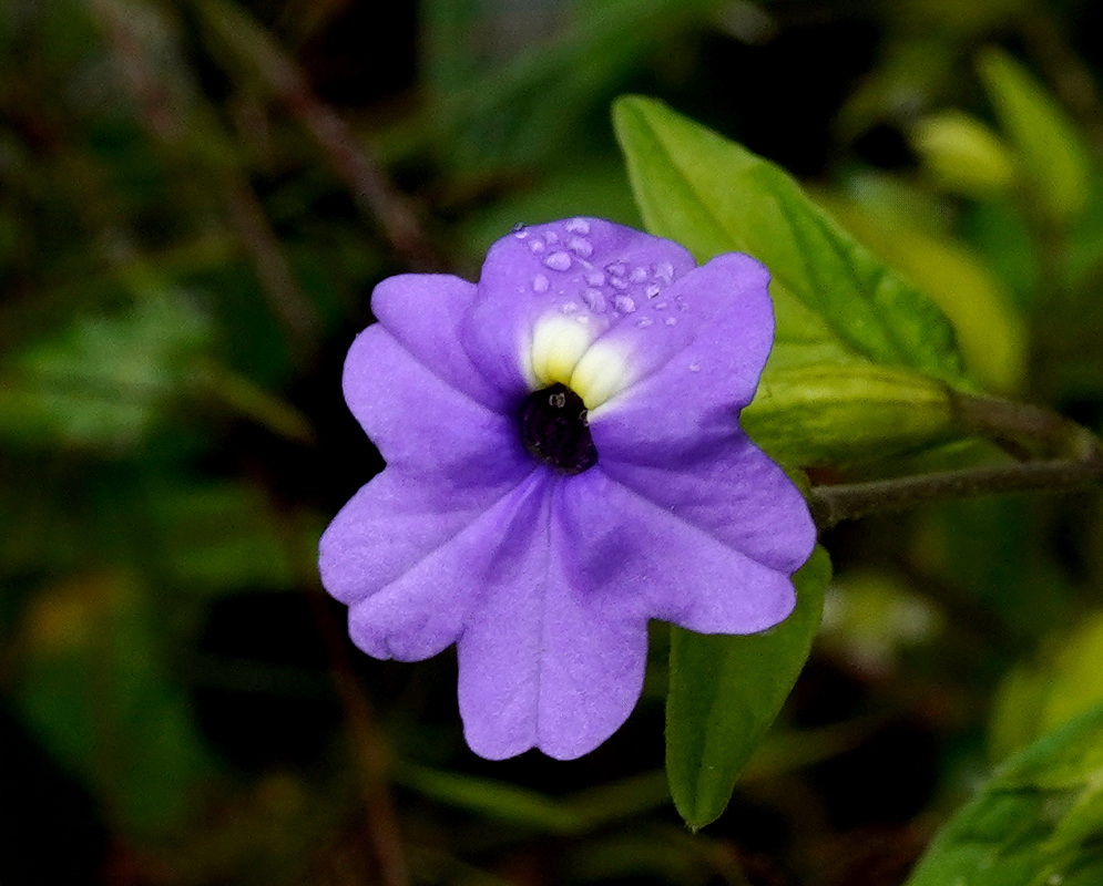 A single Browallia americana flower with five violet petals, a dark central eye, and dew droplets resting on the upper lobes, surrounded by green foliage A single Browallia americana flower with five violet petals, a dark central eye, and dew droplets resting on the upper lobes, surrounded by green foliage