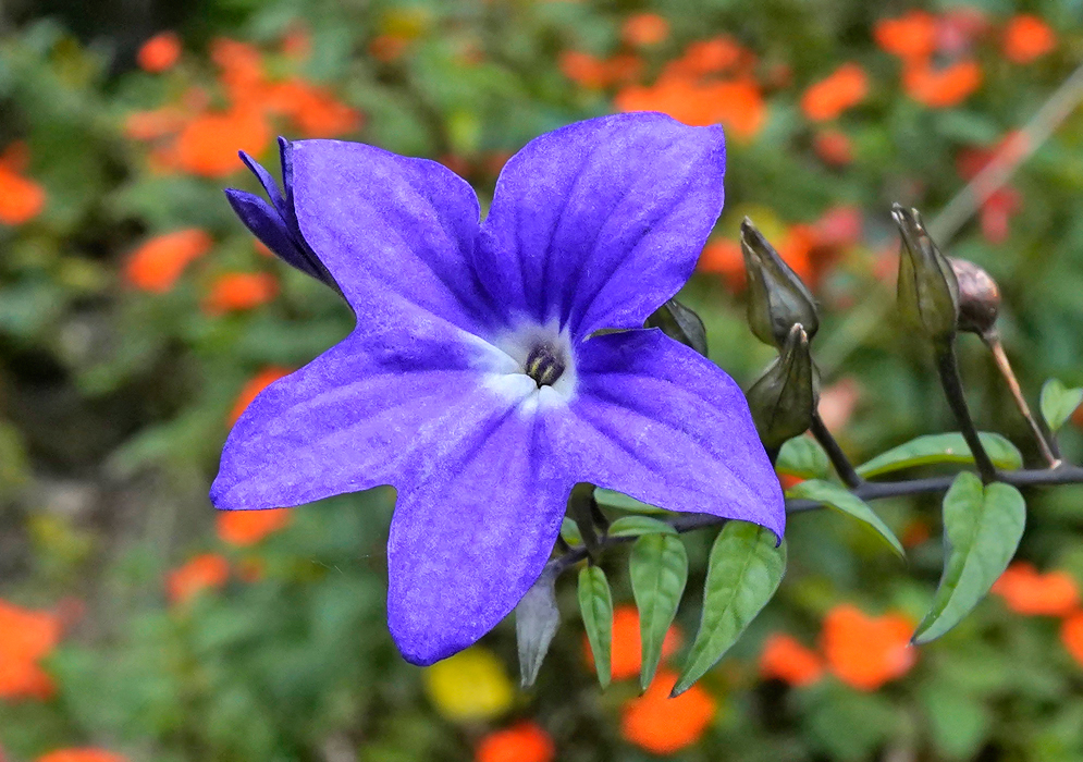 Purple-blue Browallia speciosa flowers with white centers 
