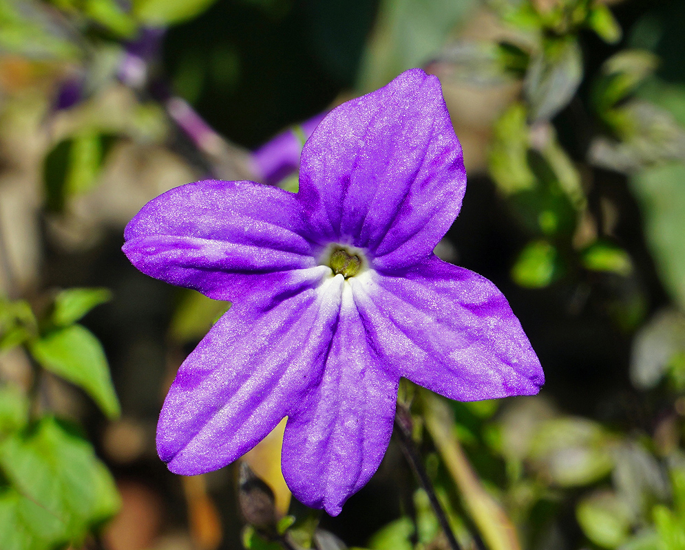 Purple Browallia speciosa flower with a white throat 