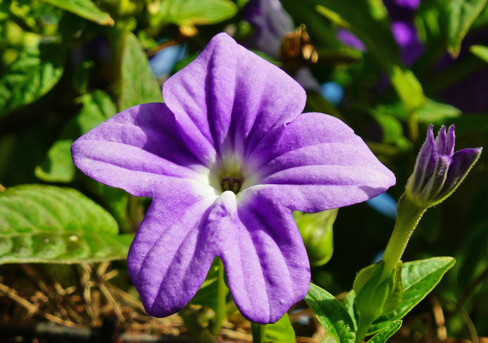 Purple Browallia speciosa flower with a white throat in sunlight