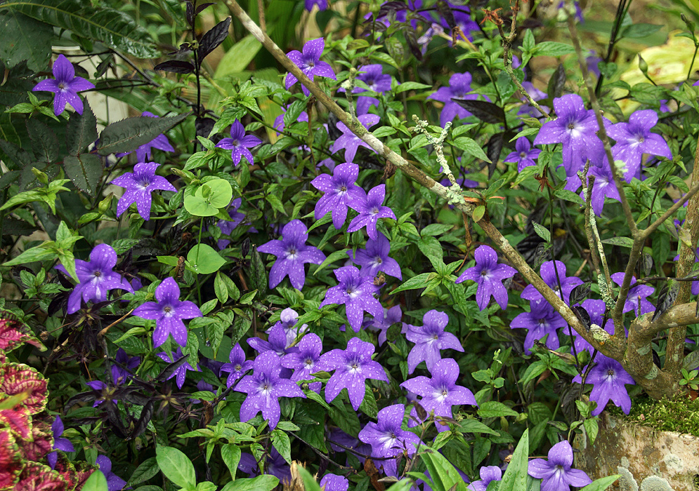 Dark purple Browallia speciosa flowers covered in raindrops  