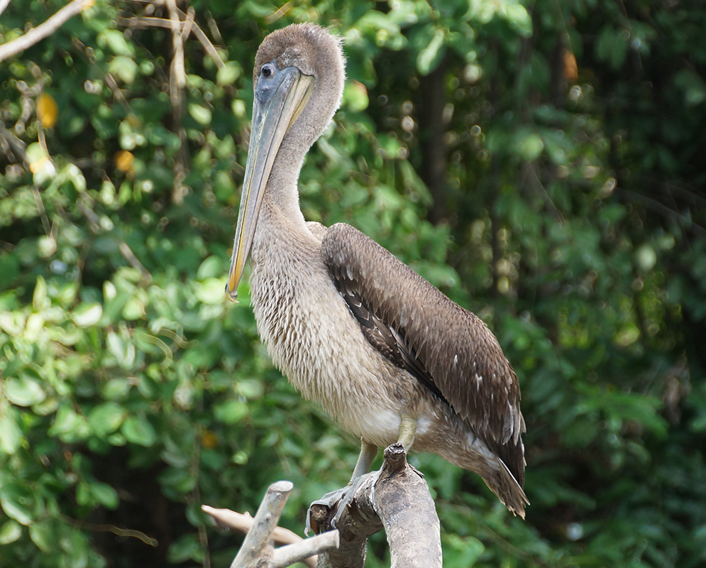 Pelican standing on a stump