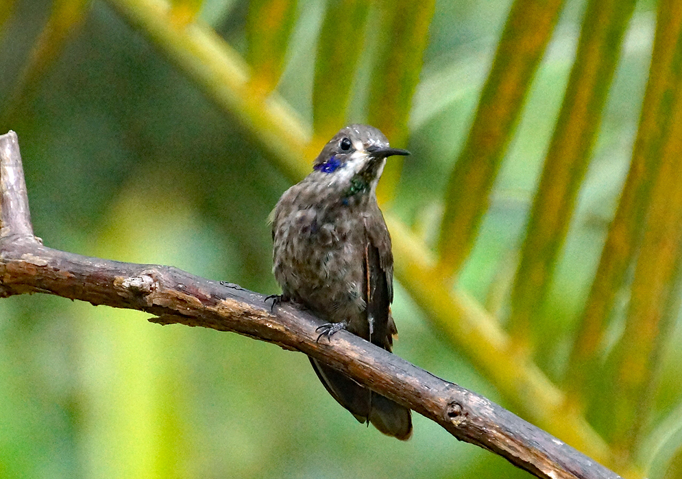 A grayish brown Colibri delphinae with a blue ear patch and a white and green throat
