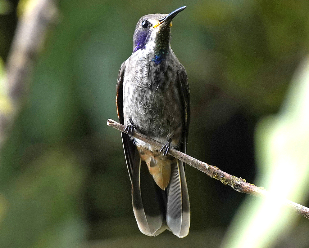 Colibri delphinae Full Body A Colibri delphinae shown in a full-body view with its plumage and body shape visible
