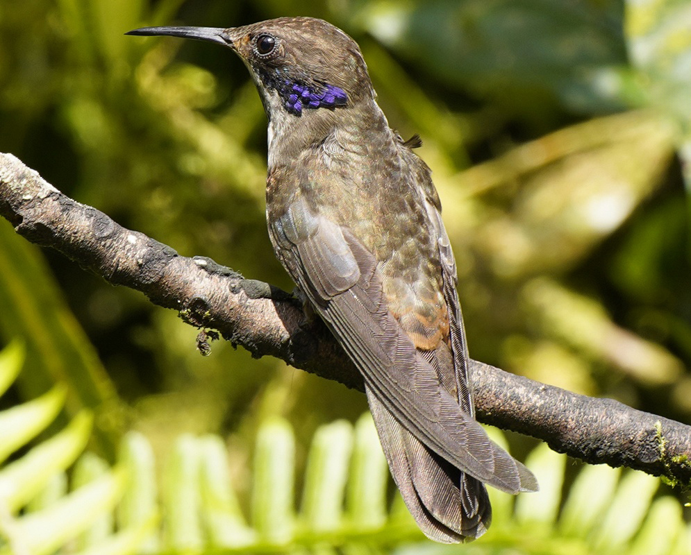 Colibri delphinae Left Facing Side View A Colibri delphinae perched in profile with left facing plumage visible