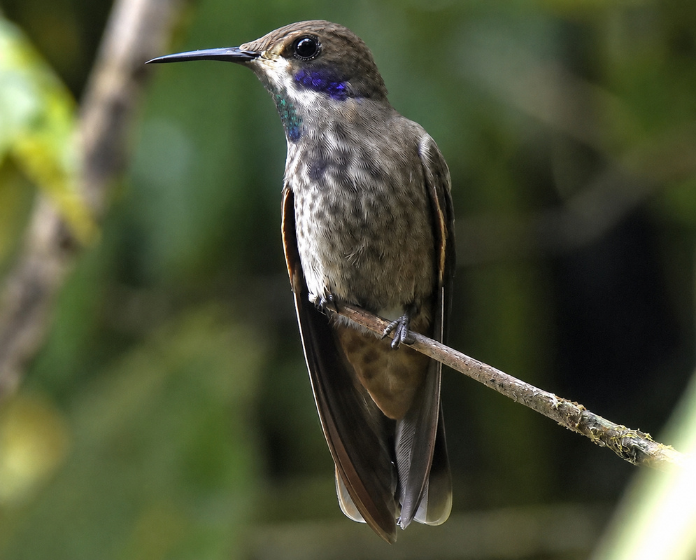Colibri delphinae Perched A Colibri delphinae perched with its plumage and characteristic features visible