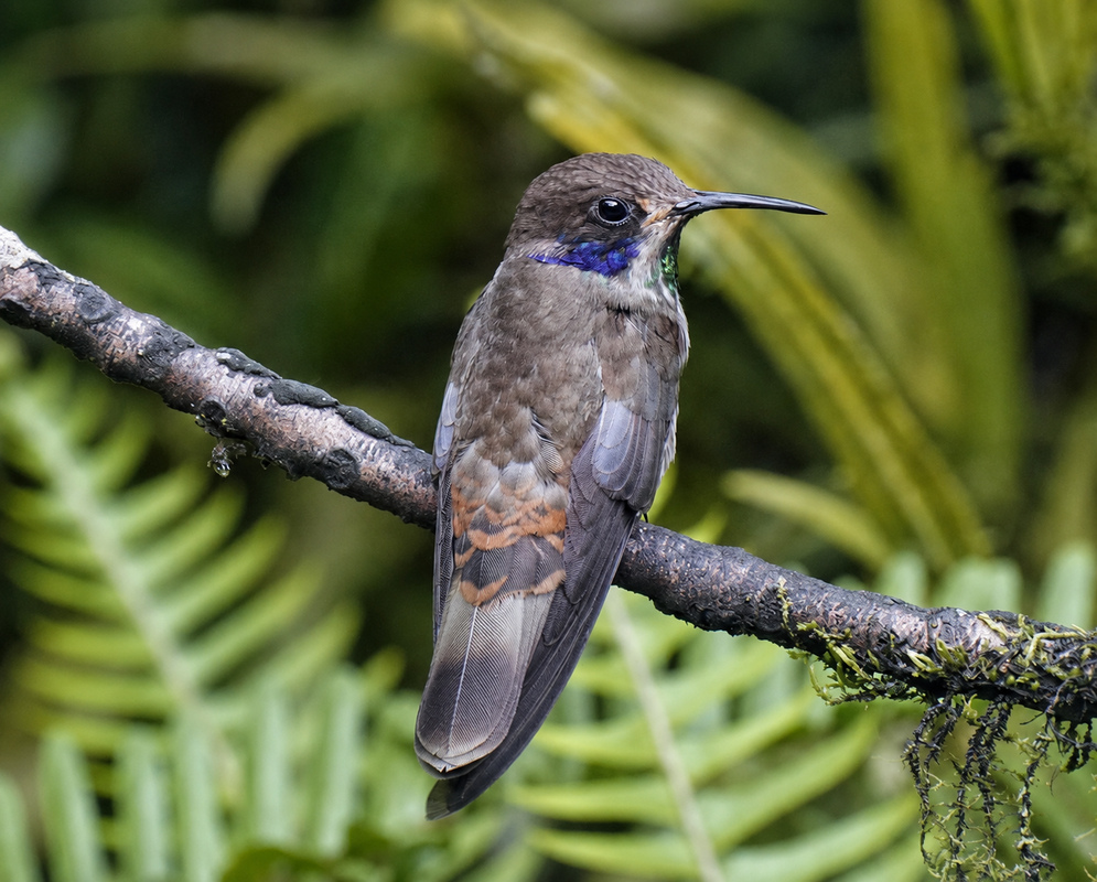 Colibri delphinae Right Facing Side View A Colibri delphinae perched in profile with right facing plumage visible