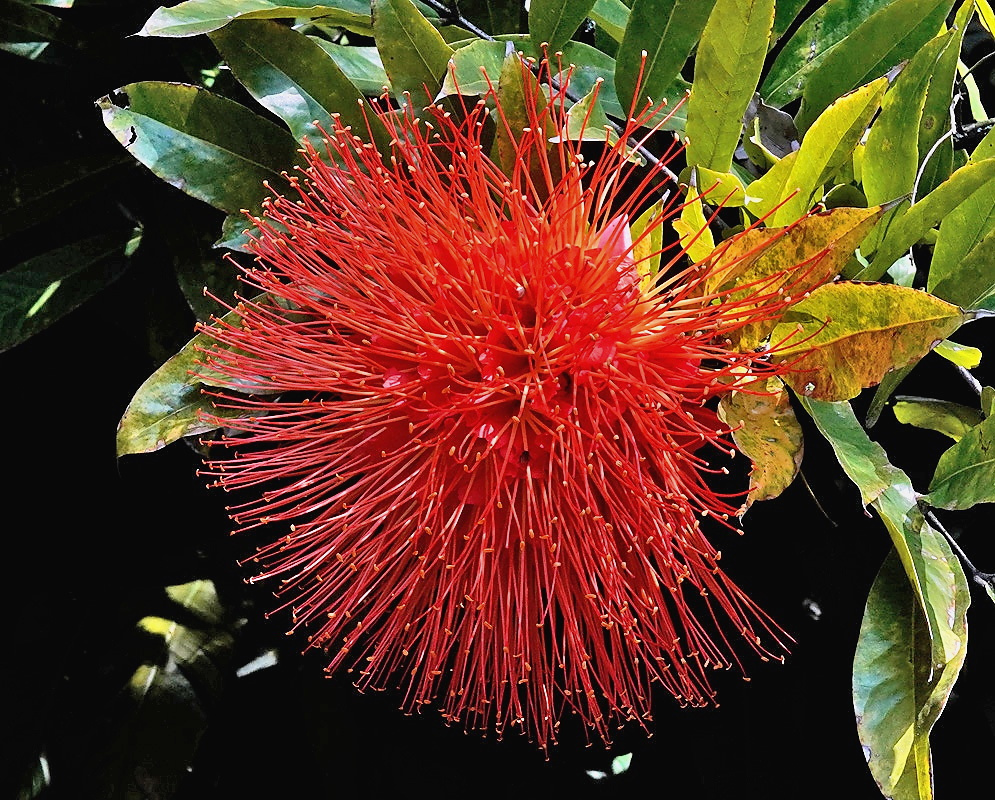 Brownea ariza plant habit and foliage