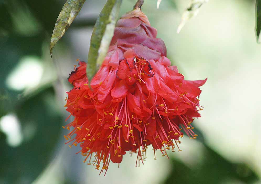 Red-orange flowers hanging from a Brownea grandiceps tree