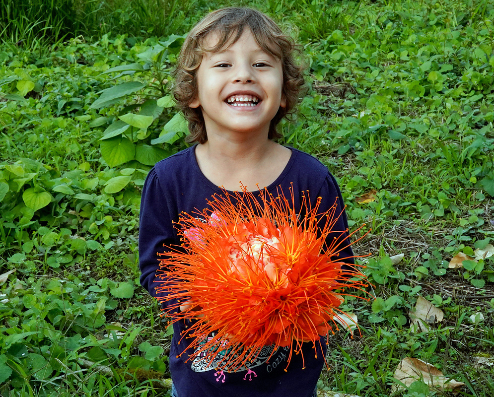 Smiling child holding a large, vibrant orange inflorescence of Brownea macrophylla, standing amidst lush green vegetation