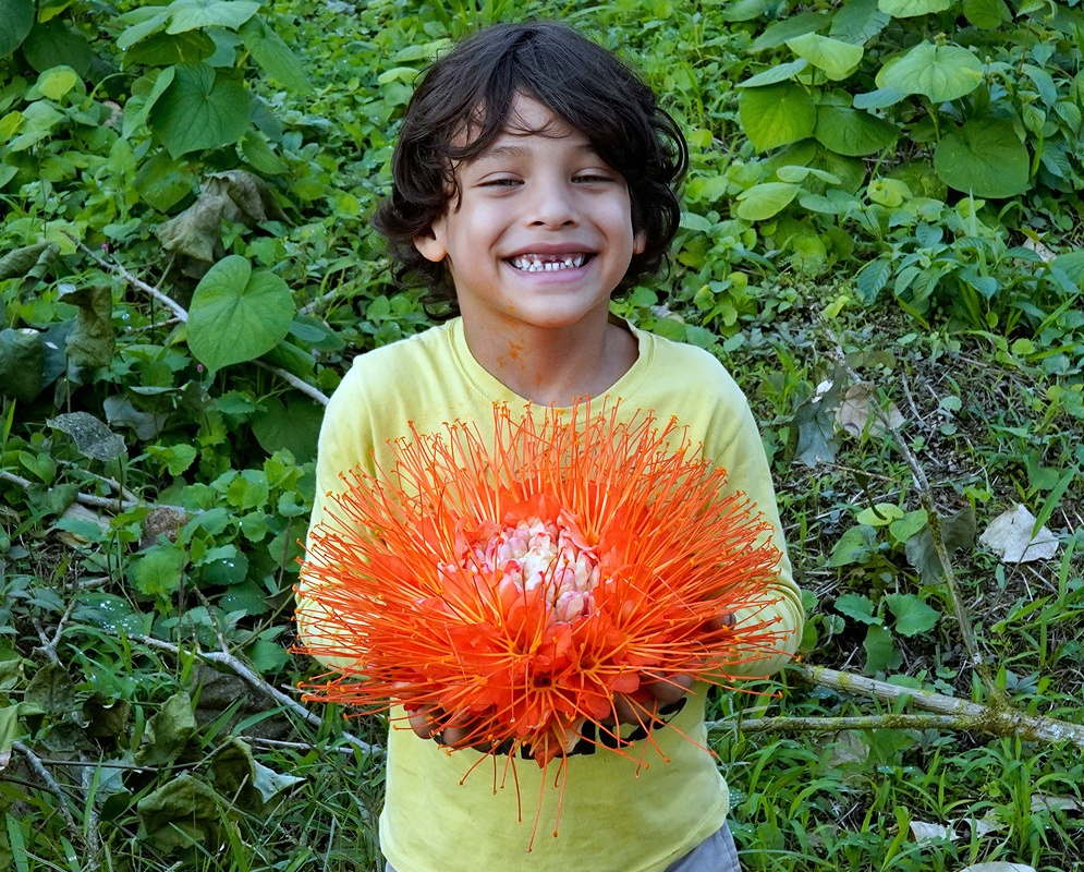 Happy child wearing a yellow shirt holding a vivid orange Brownea macrophylla flower in a green grassy field