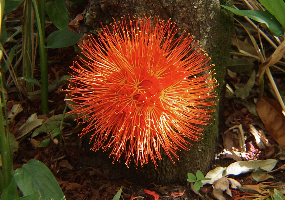 A round Brownea macrophylla inflorsence on a tree trunk with orange flowers in sunlight