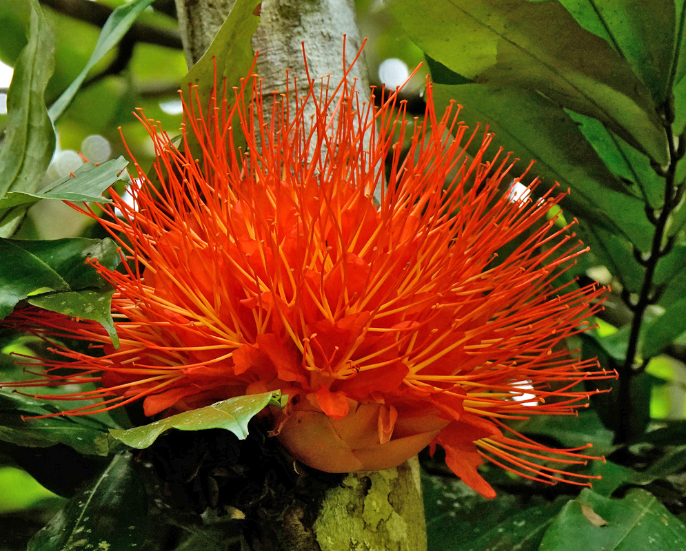 A bright orange Brownea macrophylla flower blooming directly from a tree trunk, surrounded by glossy green leaves