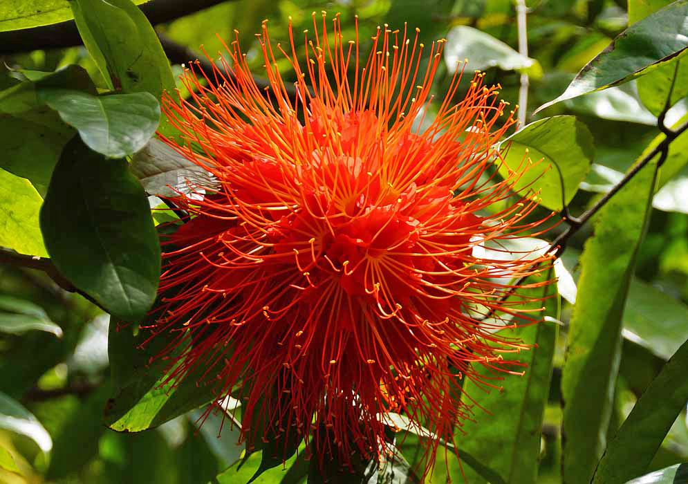 A ball-shaped Brownea ariza inflorescence with orange flowers and long orange filaments and yellow anthers