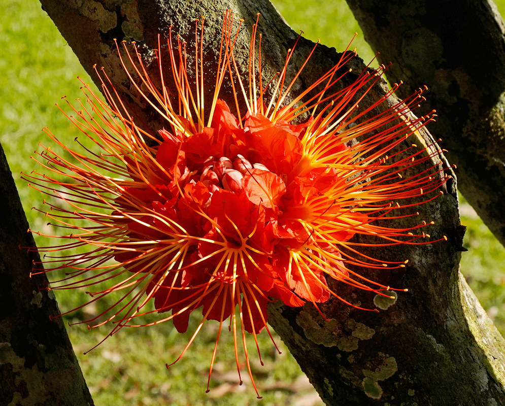 Radiant Brownea macrophylla inflorescence catching sunlight, nestled between tree branches in a natural garden setting