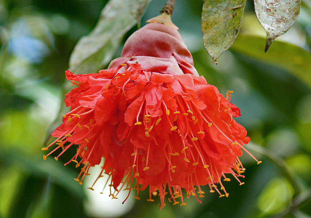 A hanging Brownea grandiceps inflorescence with bright orange flowers in sunlight
