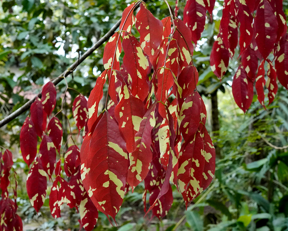 Hanging cluster of Browneopsis ucayalina leaves displaying deep red coloration with irregular pale yellow variegation against a blurred tropical forest background