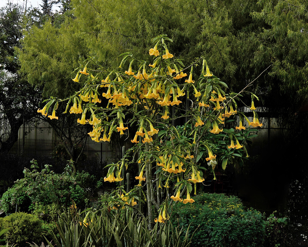 Mature Brugmansia aurea tree with arching branches covered in large, pendulous, trumpet-shaped yellow flowers growing in a landscaped garden