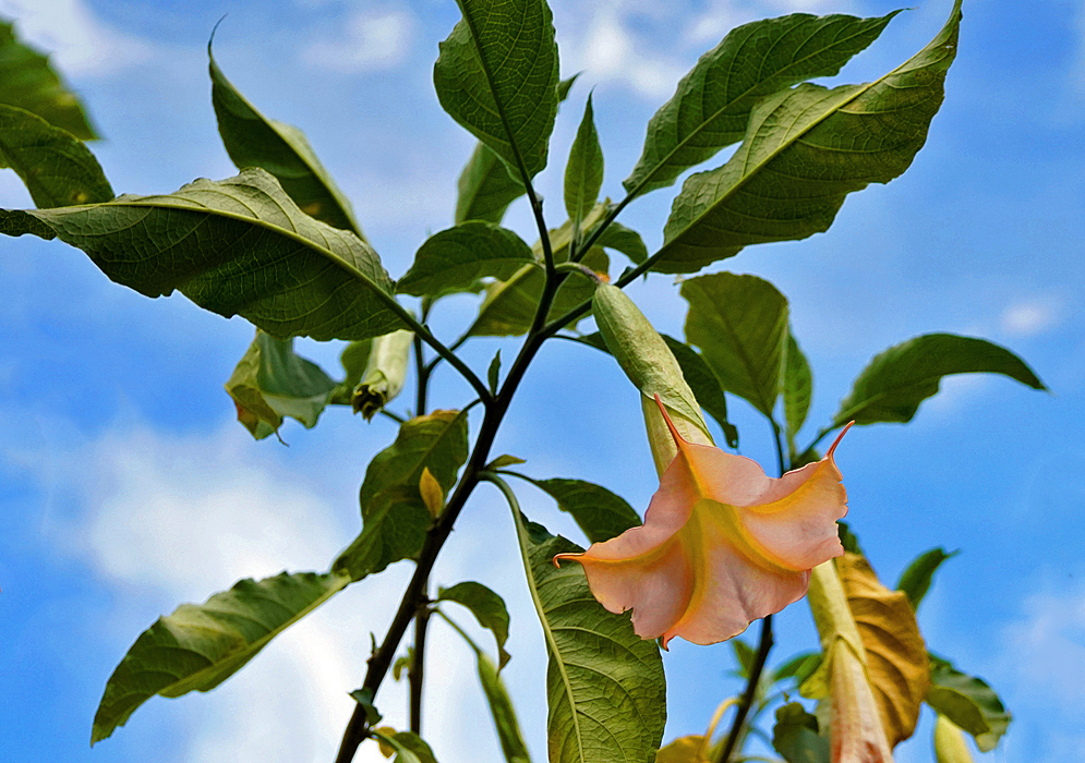 One orange-peach Brugmansia insignis flower with a green sepal below a blue sky