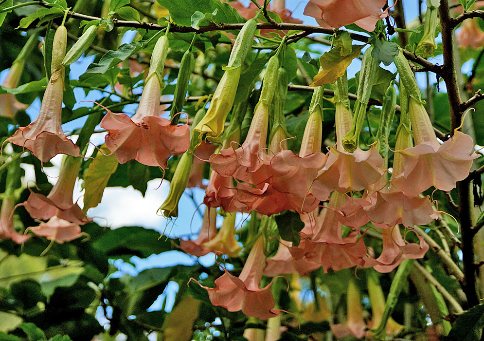 A branch loaded with a row of peach-orange Brugmansia insignis flowers