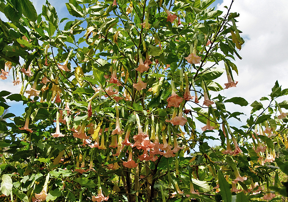 A bunch of pink peach color flowers on aBrugmansia insignis tree