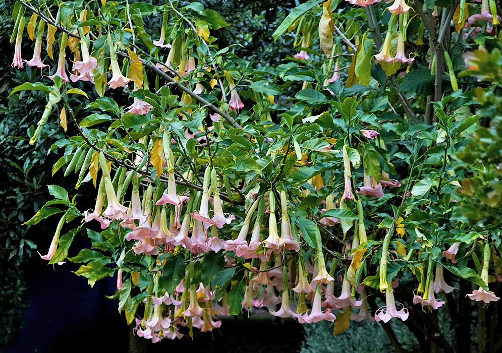 Branches of pink Brugmansia insignis flowers