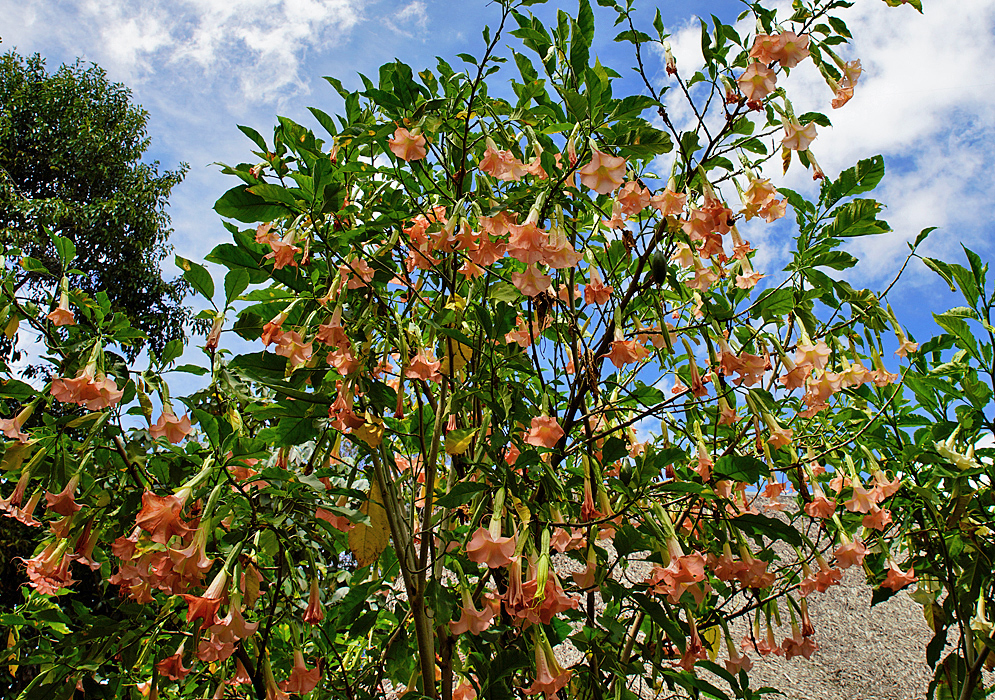 A Brugmansia insignis tree loaded with orange-peach flowers under a blue sky