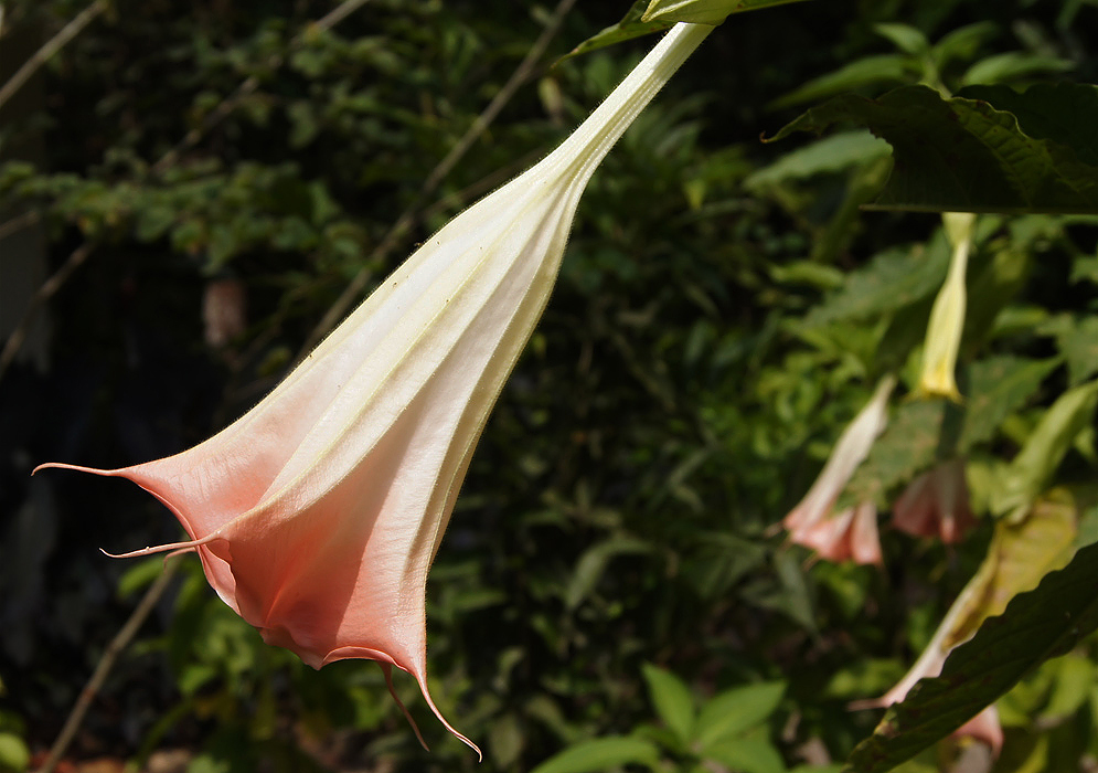One closed Brugmansia insignis greenish-white flower with peach-pink colors at the tip