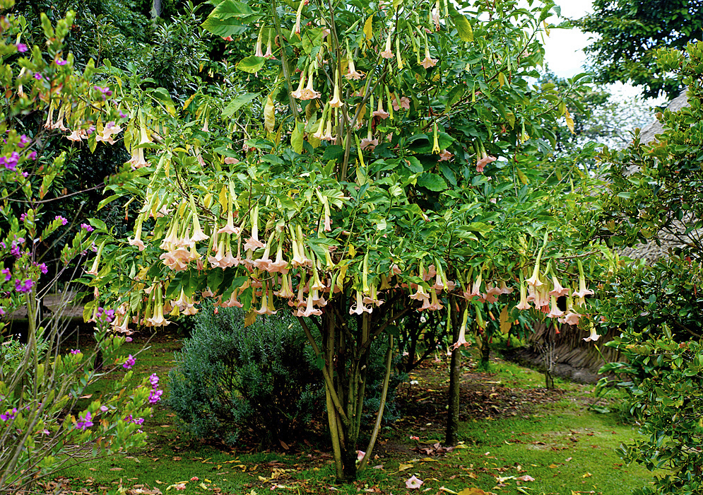 A small Brugmansia tree full of light pink flower 