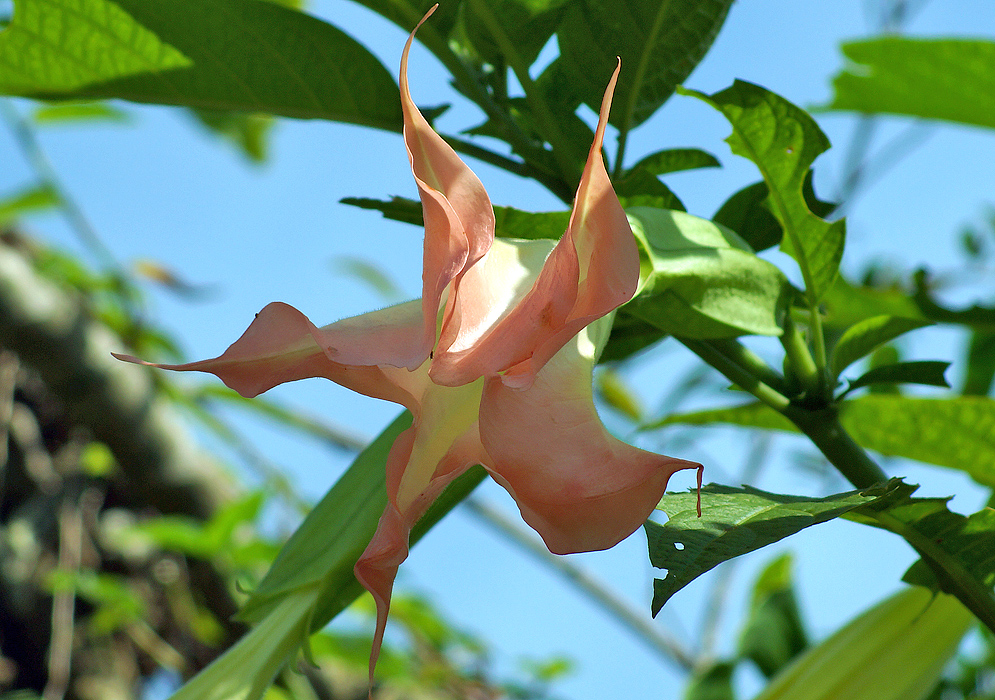 One peach-pink Brugmansia insignis flower with twisted flower petals